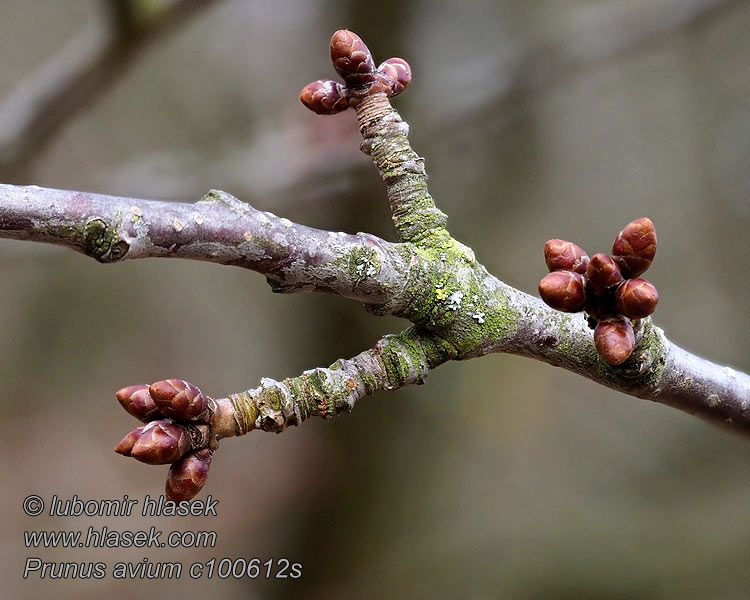 Prunus avium Wiśnia ptasia czereśnia Merisier Cerisier oiseaux