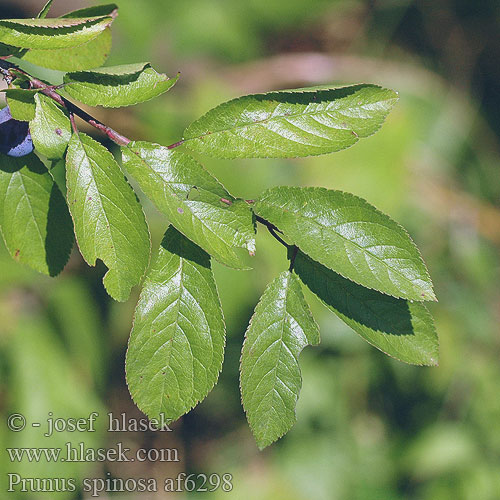 Prunus spinosa af6298