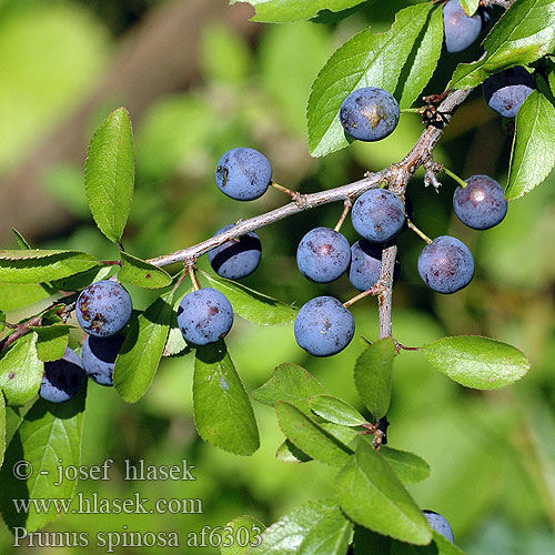 Prunus spinosa af6303