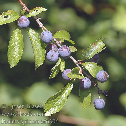 Prunus spinosa af6306