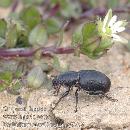 Psallidium maxillosum ag9735