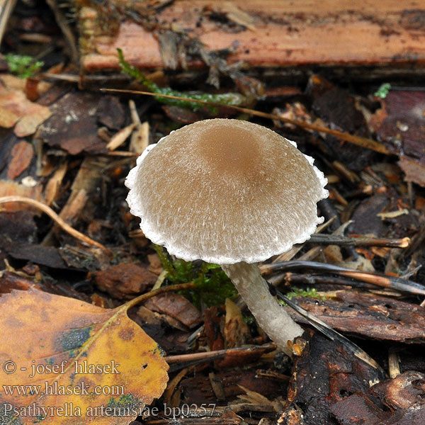 Psathyrella artemisiae Křehutka pelyňková