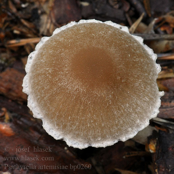 Psathyrella artemisiae Seidenstielige Mürbling