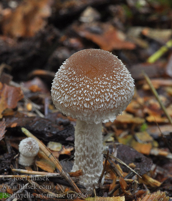 Psathyrella_artemisiae_bp0266