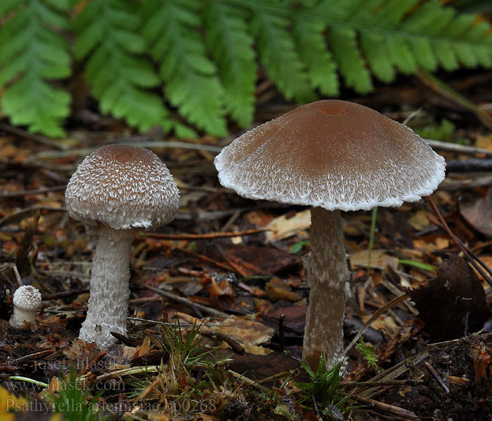 Psathyrella artemisiae Almindelig mørkhat