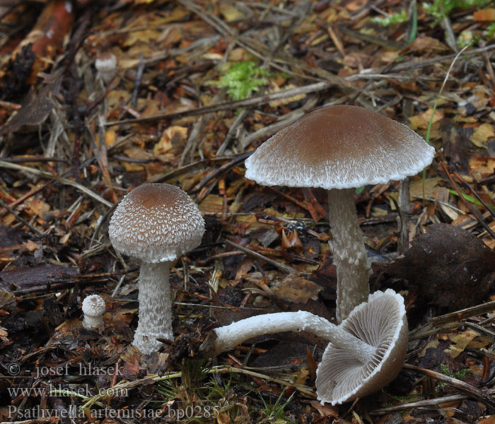 Psathyrella artemisiae Ullspröding