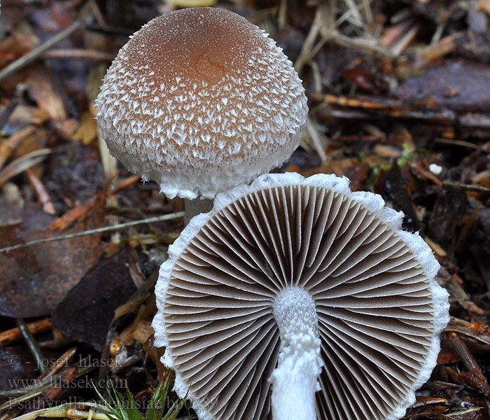 Psathyrella artemisiae Psathyrelle squameuse