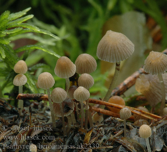 Psathyrella berolinensis Wildschweinkot Mürbling Wildschweinkot-Zärtling 