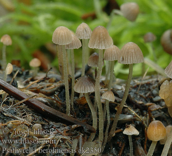 Psathyrella berolinensis ak2350