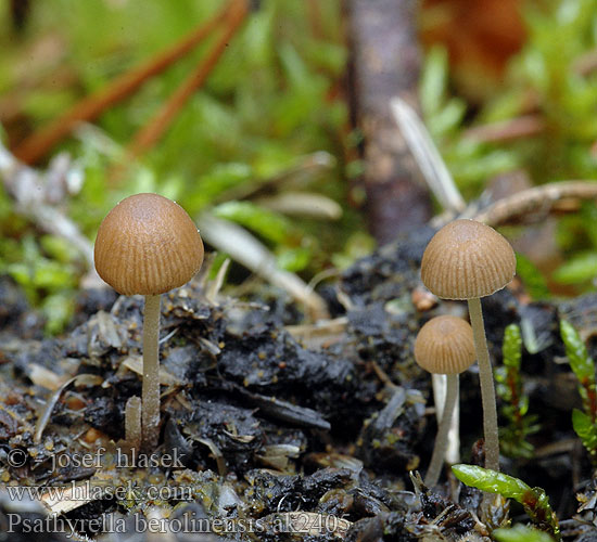 Wildschweinkot Mürbling Wildschweinkot-Zärtling Psathyrella berolinensis