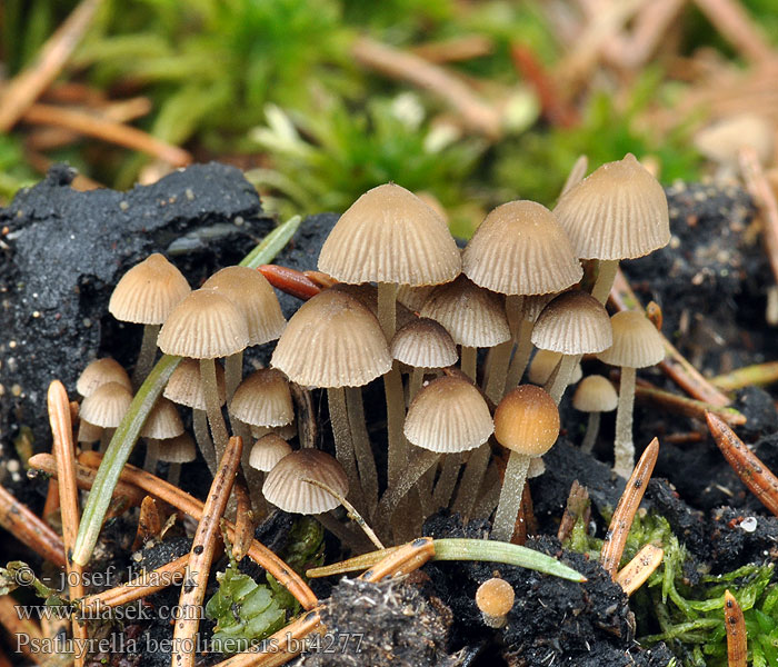 Psathyrella berolinensis