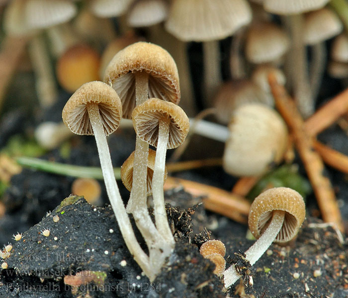 Psathyrella berolinensis