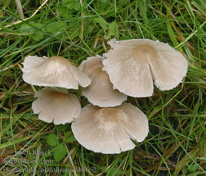 Psathyrella candolleana Candolles mørkhat Kalvashaprakas