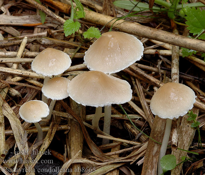 Psathyrella candolleana Psathyrelle Candolle Bleke franjehoed