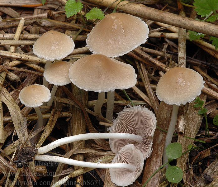 Psathyrella candolleana Fehér porhanyósgomba