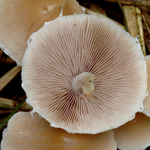 Psathyrella candolleana Behangener Faserling