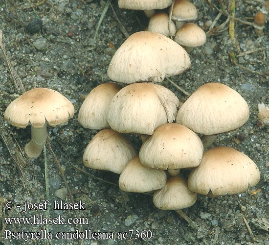 Psathyrella candolleana ac7360