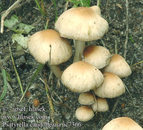 Psathyrella candolleana Candolle Bleke franjehoed