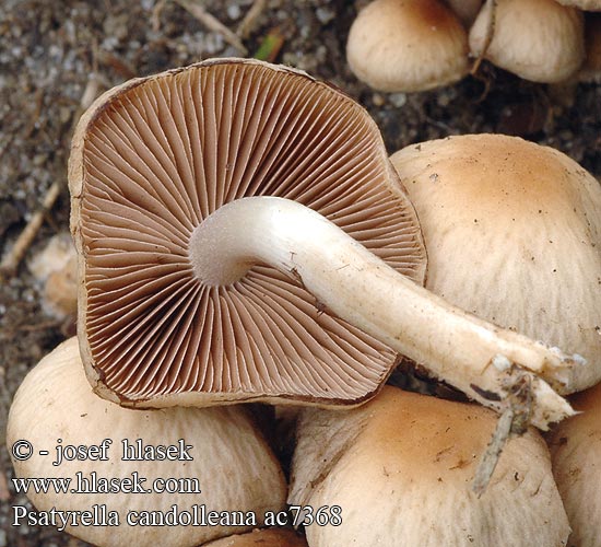 Psathyrella candolleana Faserling Kruchaweczka zaroślowa