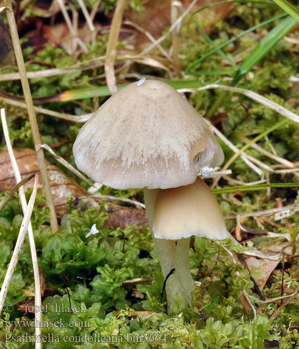 Psathyrella candolleana Drobuľka Křehutka Candolleova