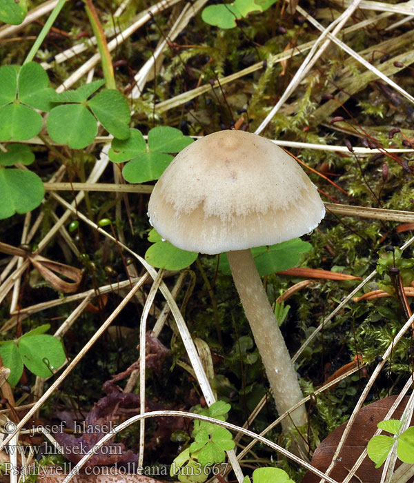 Psathyrella candolleana Vit spröding Vitspröding