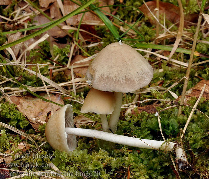 Psathyrella candolleana Křehutka Candolleova Hvit sprøsopp