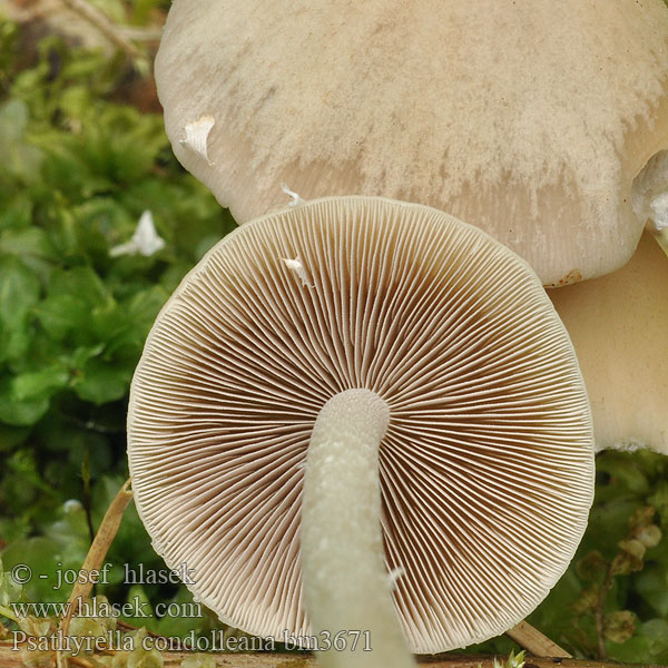 Psathyrella candolleana Ложноопенок Псатирелла Кандолля