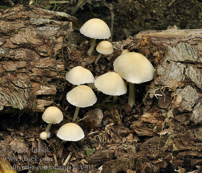 Křehutka Candolleova Psathyrella candolleana