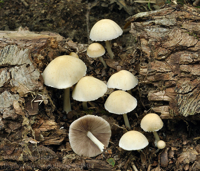 Drobuľka Candolleova Psathyrella candolleana