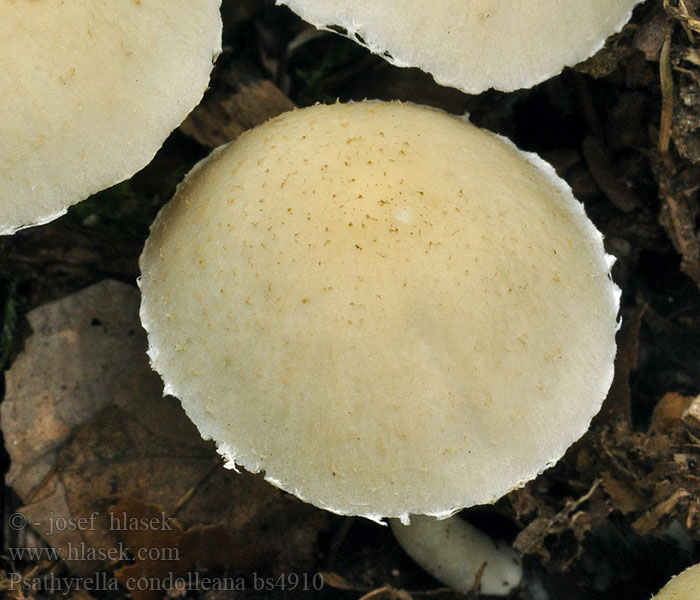 Kruchaweczka zaroślowa Psathyrella candolleana