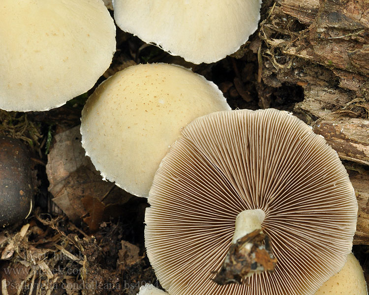 Behangener Faserling Psathyrella candolleana