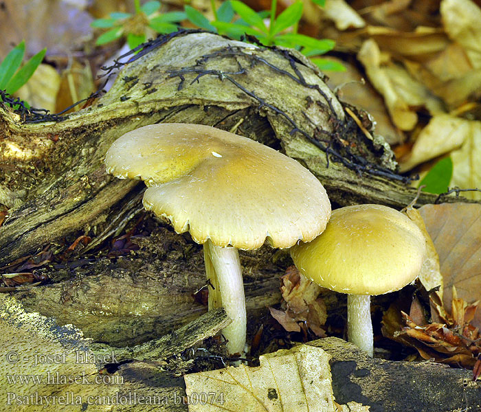 Psathyrella candolleana Candolles mørkhat