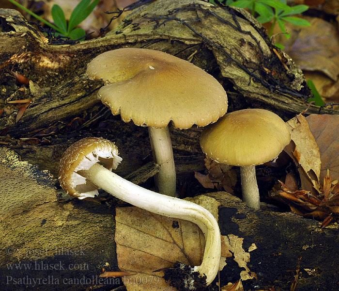 Psathyrella candolleana Kalvashaprakas