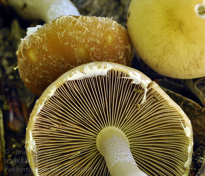Psathyrella candolleana Psathyrelle Candolle