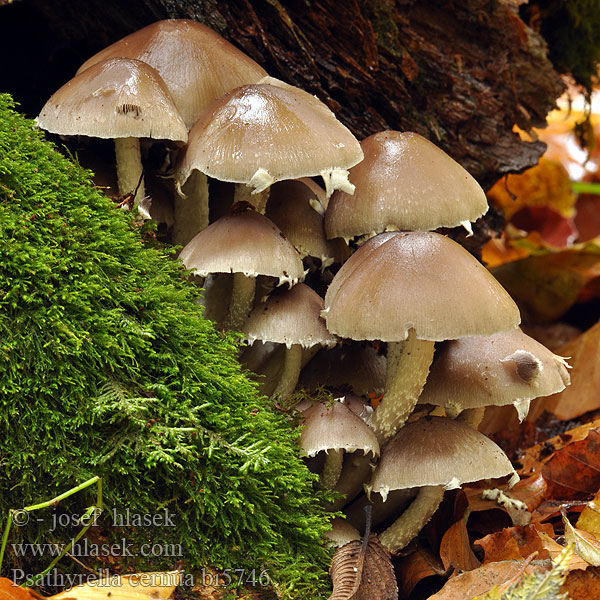 Psathyrella cernua Drosophila Křehutka nicí