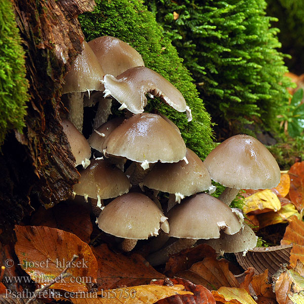 Psathyrella cernua bi5750