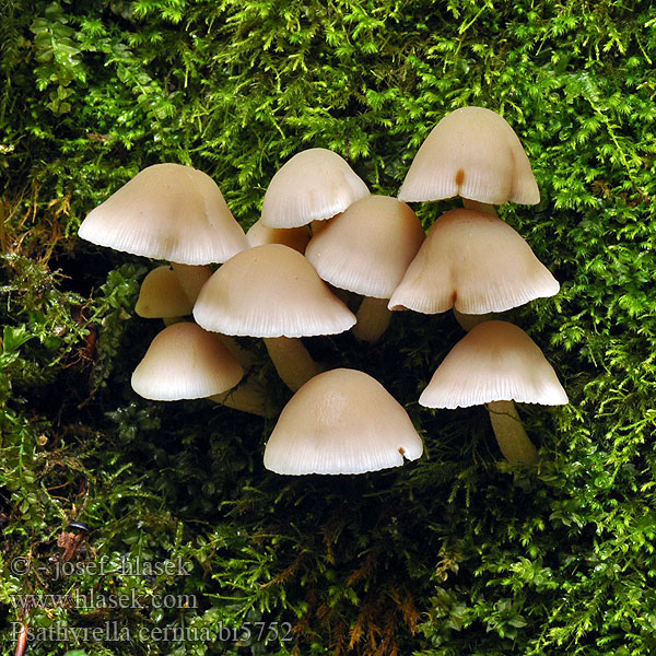 Psathyrella cernua bi5752