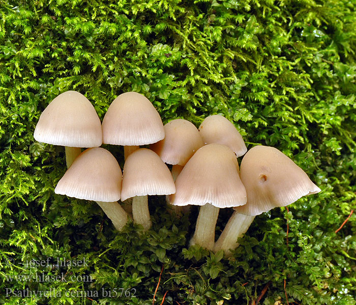 Drobuľka naklonená Kalspröding Psathyrella cernua Drosophila