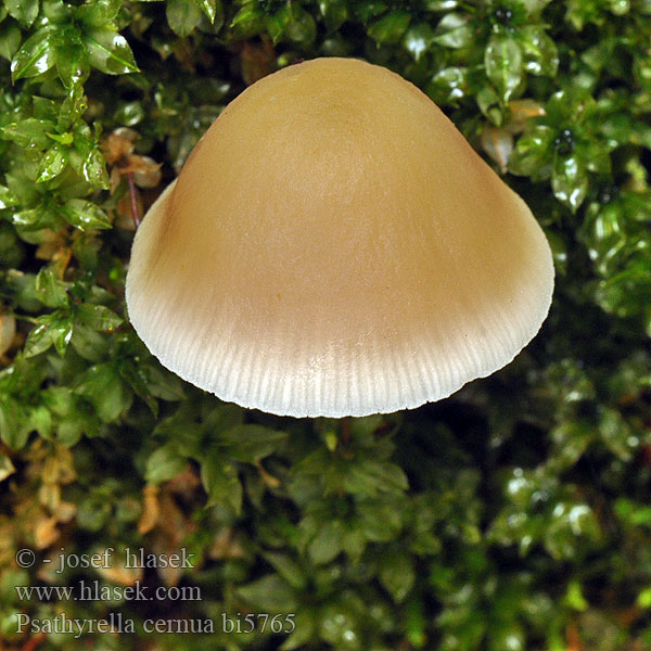 Psathyrella cernua bi5765