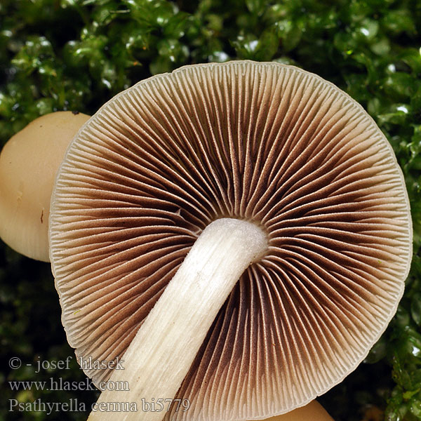 Psathyrella cernua bi5779