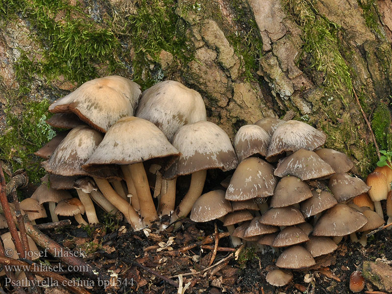 Psathyrella cernua Хруплянка пониклая