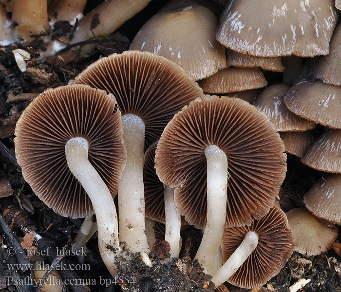 Psathyrella cernua Drobuľka naklonená Kalspröding