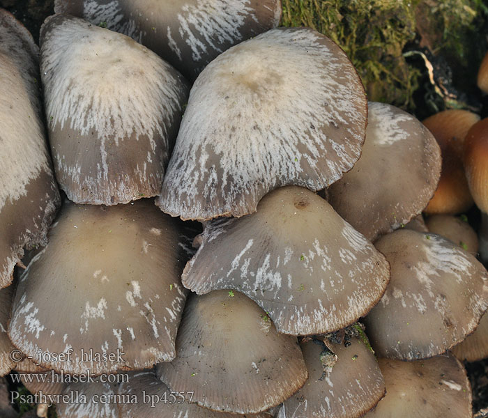 Psathyrella cernua Křehutka nicí