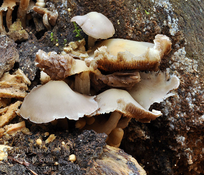 Psathyrella cernua Křehutka nicí