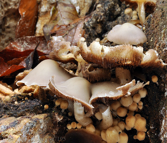 Psathyrella cernua Ausblassender Faserling