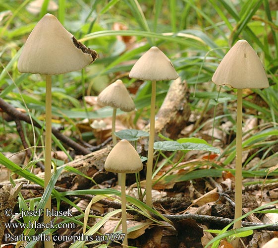 Psathyrella conopilus Kegle-Mørkhat Tummahaprakas