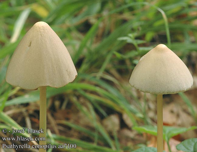 Psathyrella conopilus Lederbrauner Faserling