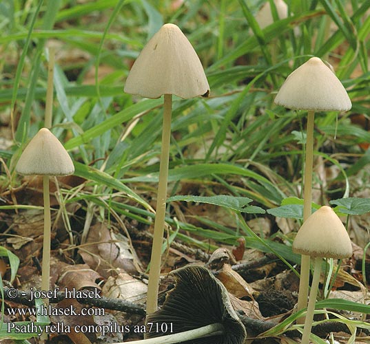 Psathyrella conopilus Klokkesprøsopp Псатирелла коническая