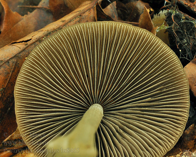 Psathyrella conopilus Kruchaweczka twardotrzonowa