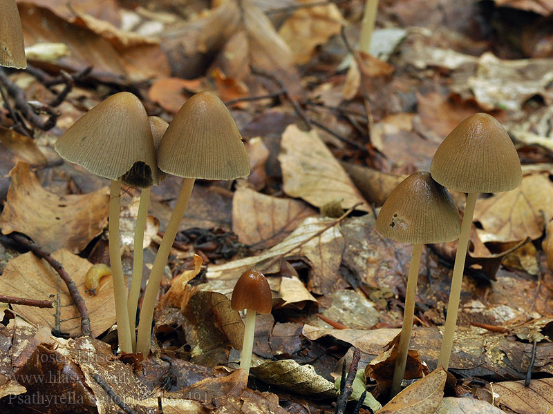 Psathyrella conopilus Psathyrelle conique